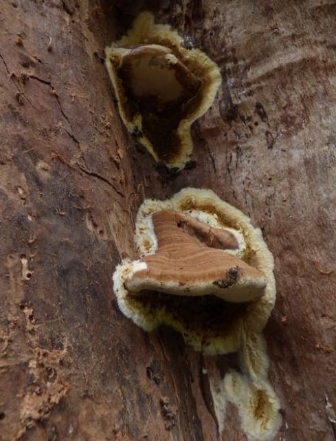 Fruit bodies encircling Ganoderma australe brackets on horse chestnut in Harlow, UK.